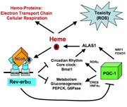 The rev-erb-alpha/PGC1-alpha pathway regulating heme homeostasis (Mitchell Lazar, MD, PhD, University of Pennsylvania School of Medicine)